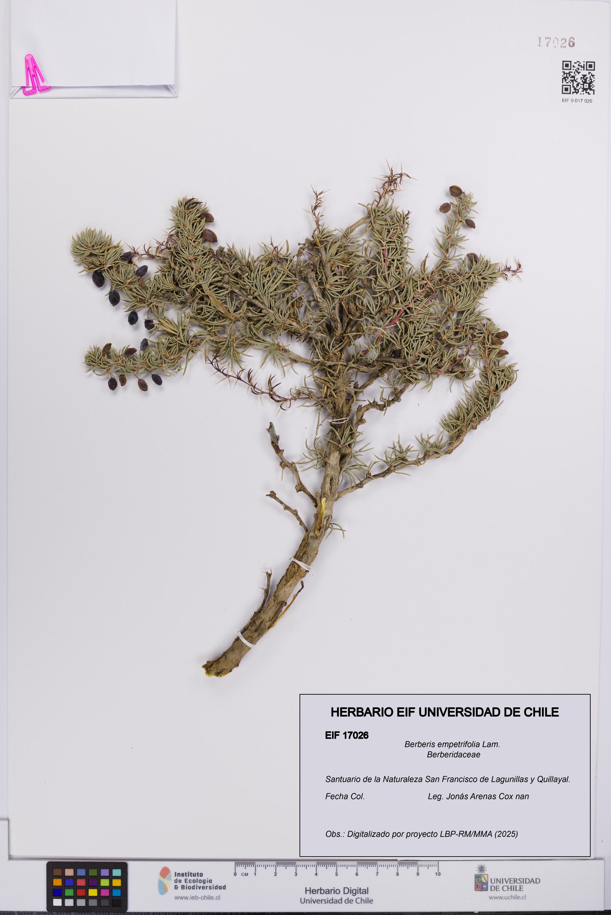 Berberis empetrifolia [Espécimen: UCH:EIF:0017026]