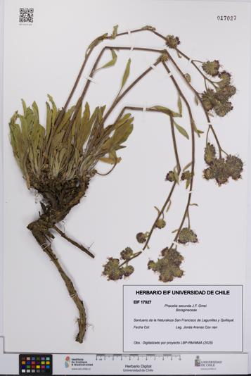 Phacelia secunda [Espécimen: UCH:EIF:0017027]