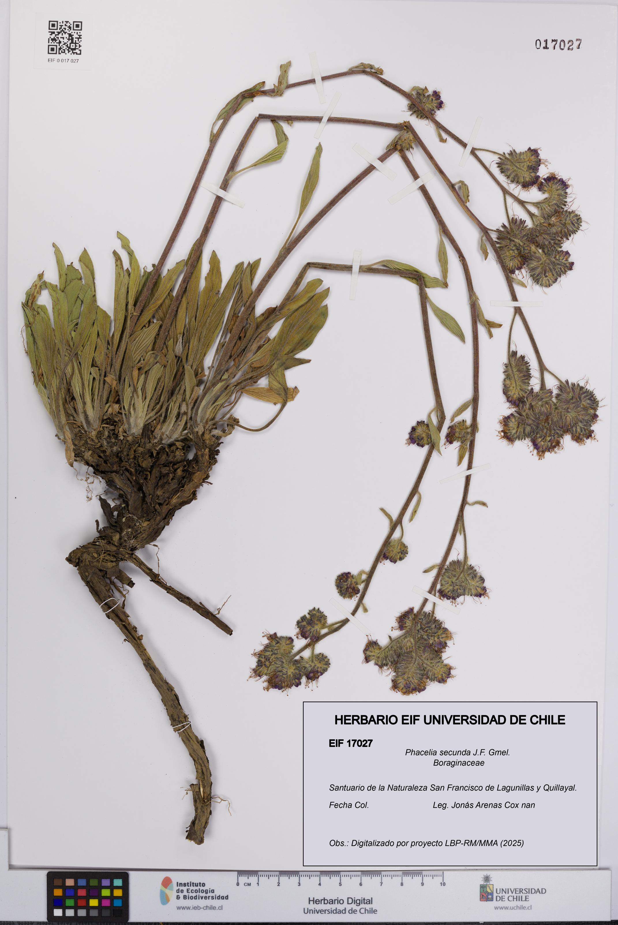 Phacelia secunda [Espécimen: UCH:EIF:0017027]