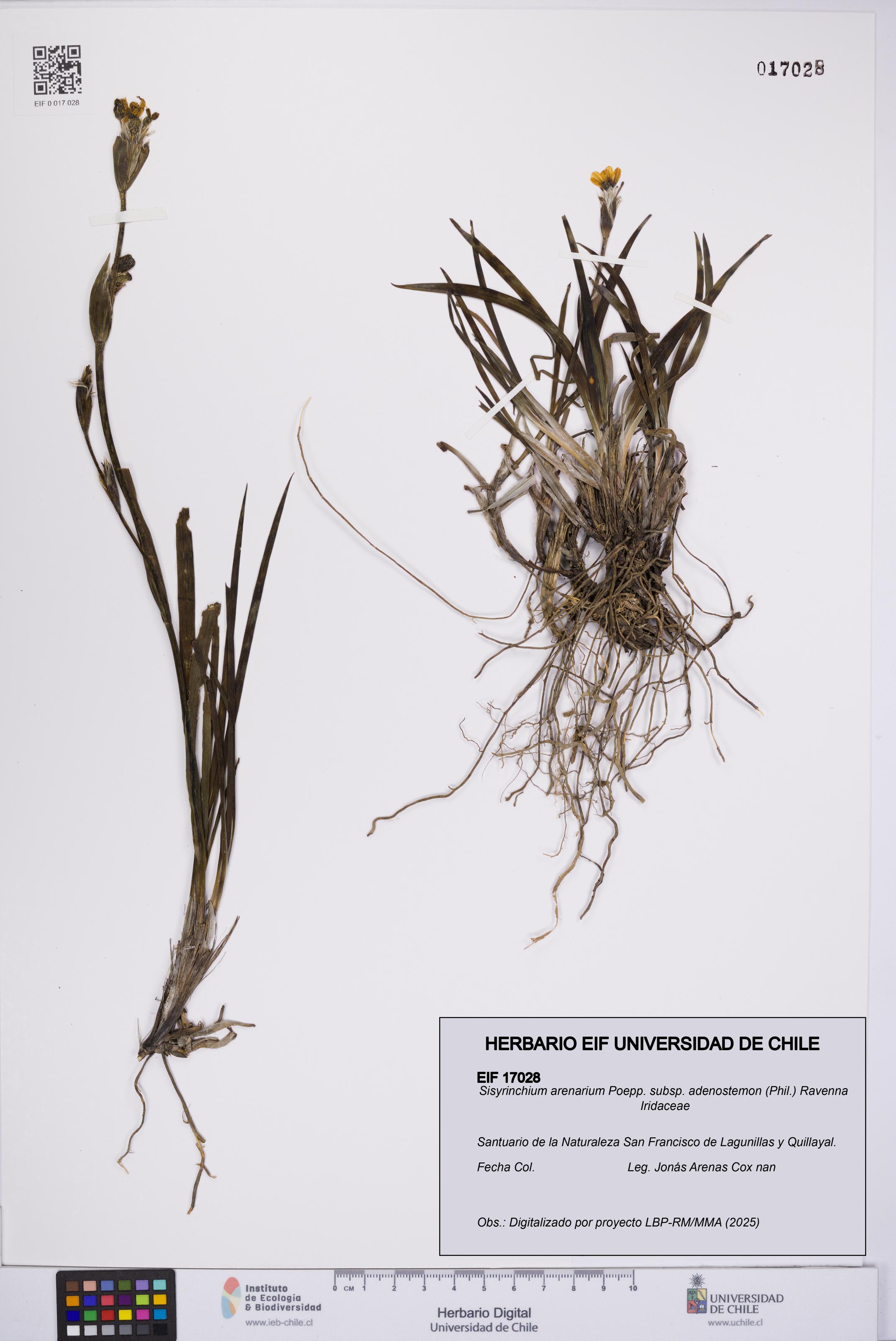 Sisyrinchium arenarium subsp. adenostemon [Espécimen: UCH:EIF:0017028]