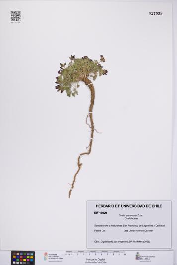 Oxalis squamata [Espécimen: UCH:EIF:0017029]