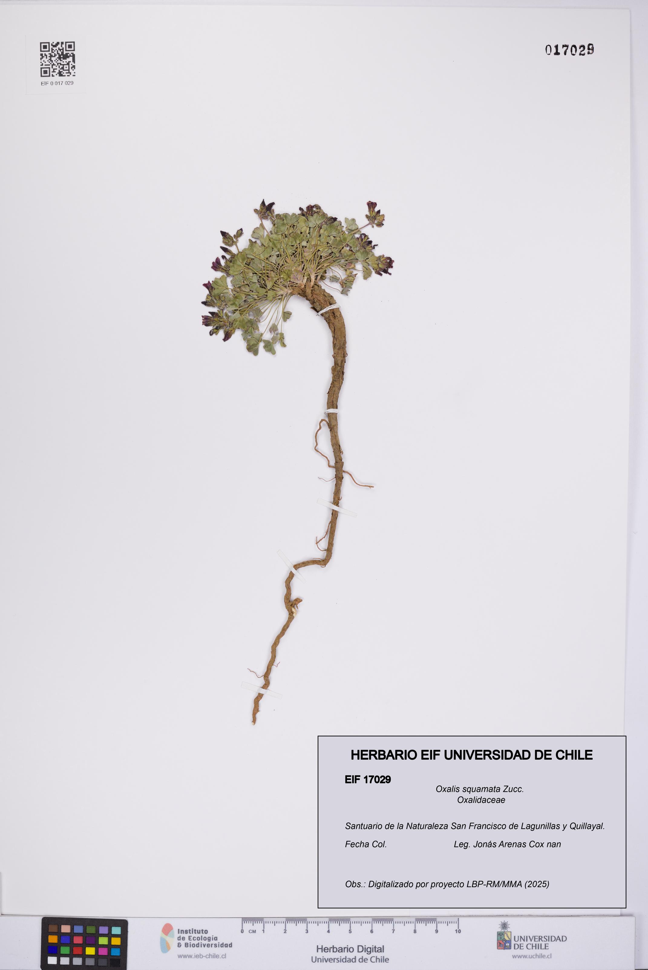 Oxalis squamata [Espécimen: UCH:EIF:0017029]
