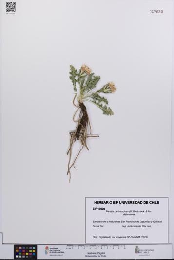Perezia carthamoides [Espécimen: UCH:EIF:0017030]