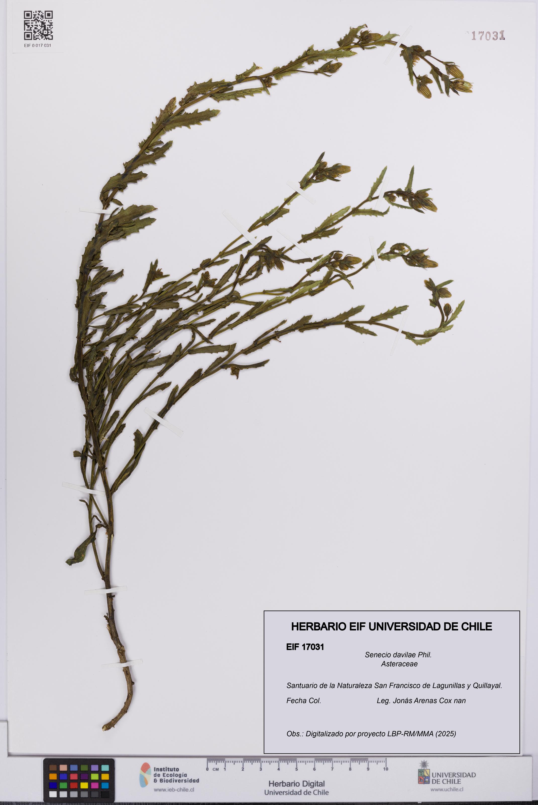 Senecio davilae [Espécimen: UCH:EIF:0017031]