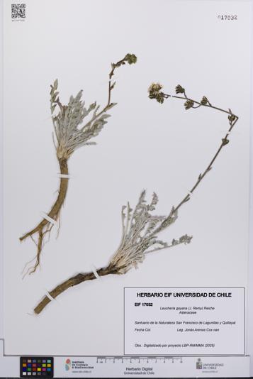 Leucheria gayana [Espécimen: UCH:EIF:0017032]