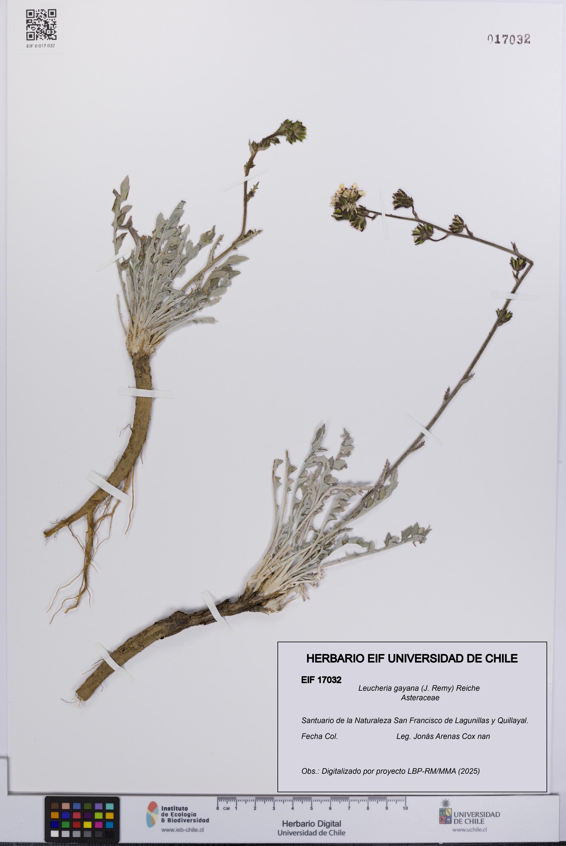 Leucheria gayana [Espécimen: UCH:EIF:0017032]