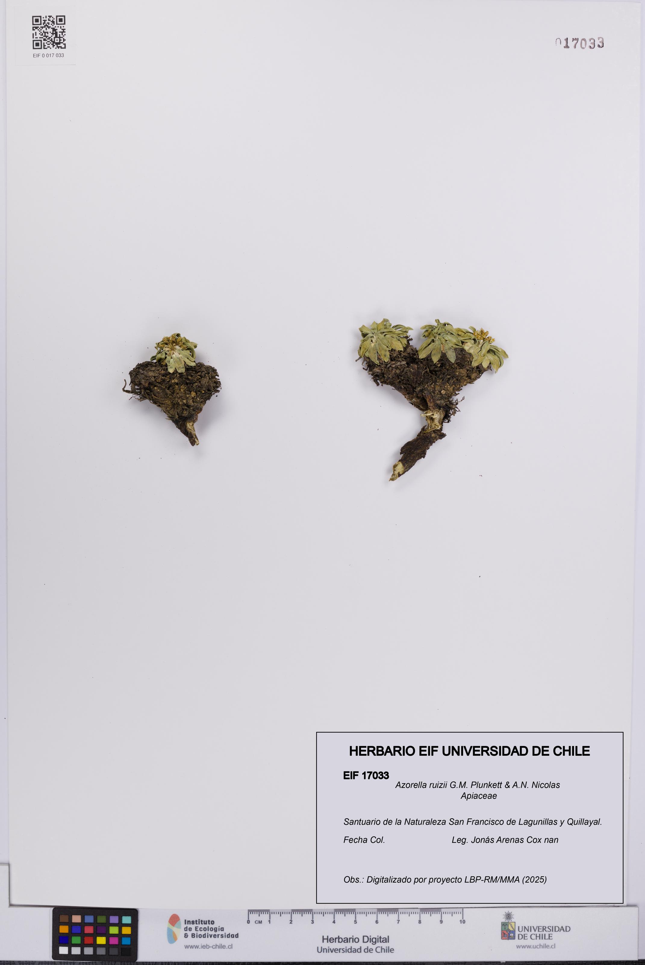 Azorella ruizii [Espécimen: UCH:EIF:0017033]