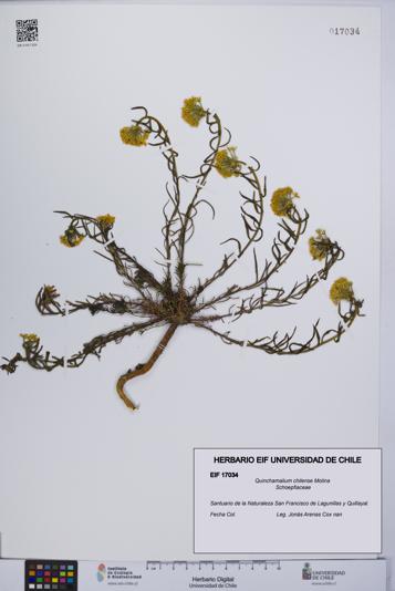 Quinchamalium chilense [Espécimen: UCH:EIF:0017034]