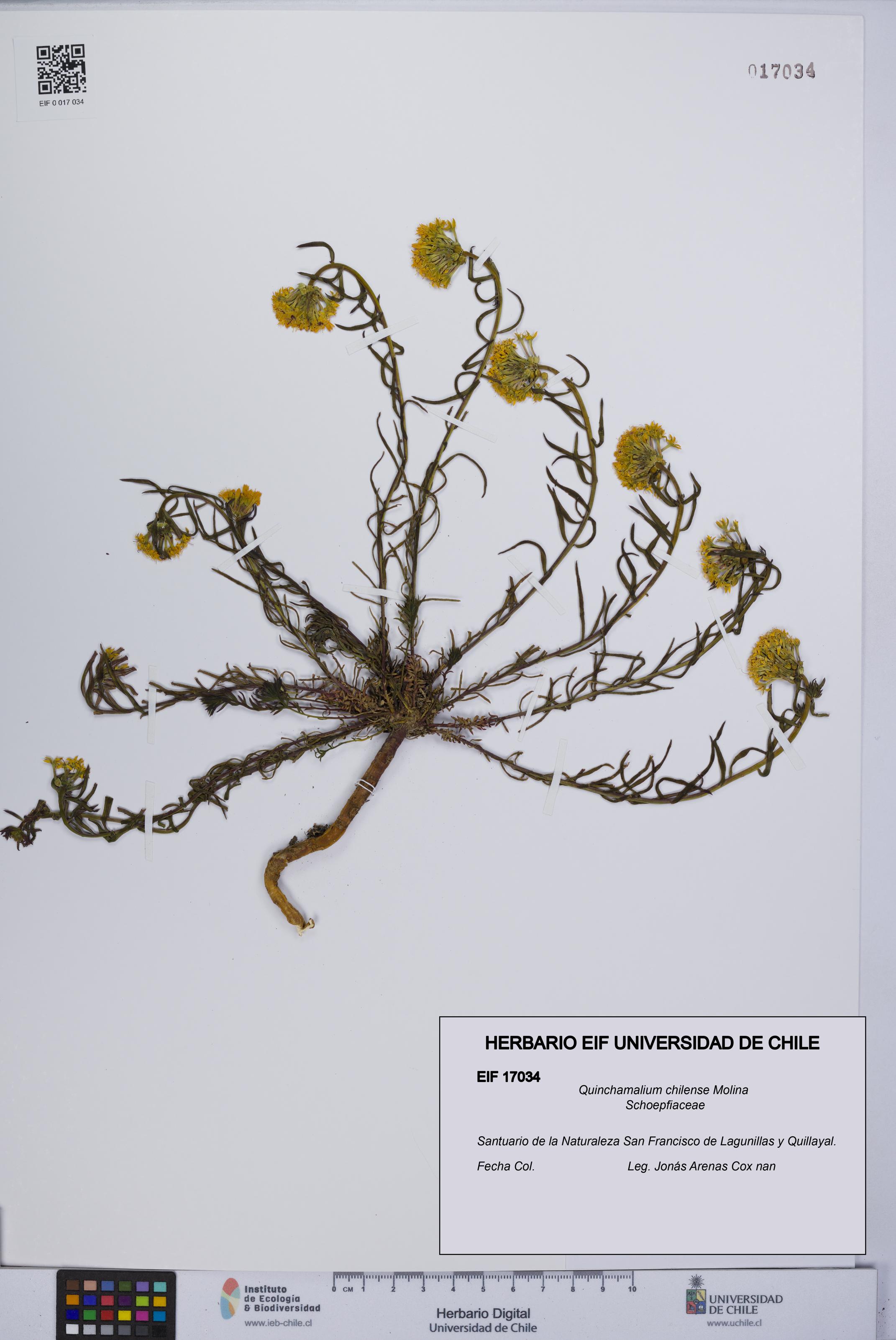 Quinchamalium chilense [Espécimen: UCH:EIF:0017034]