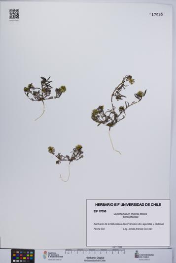 Quinchamalium chilense [Espécimen: UCH:EIF:0017035]