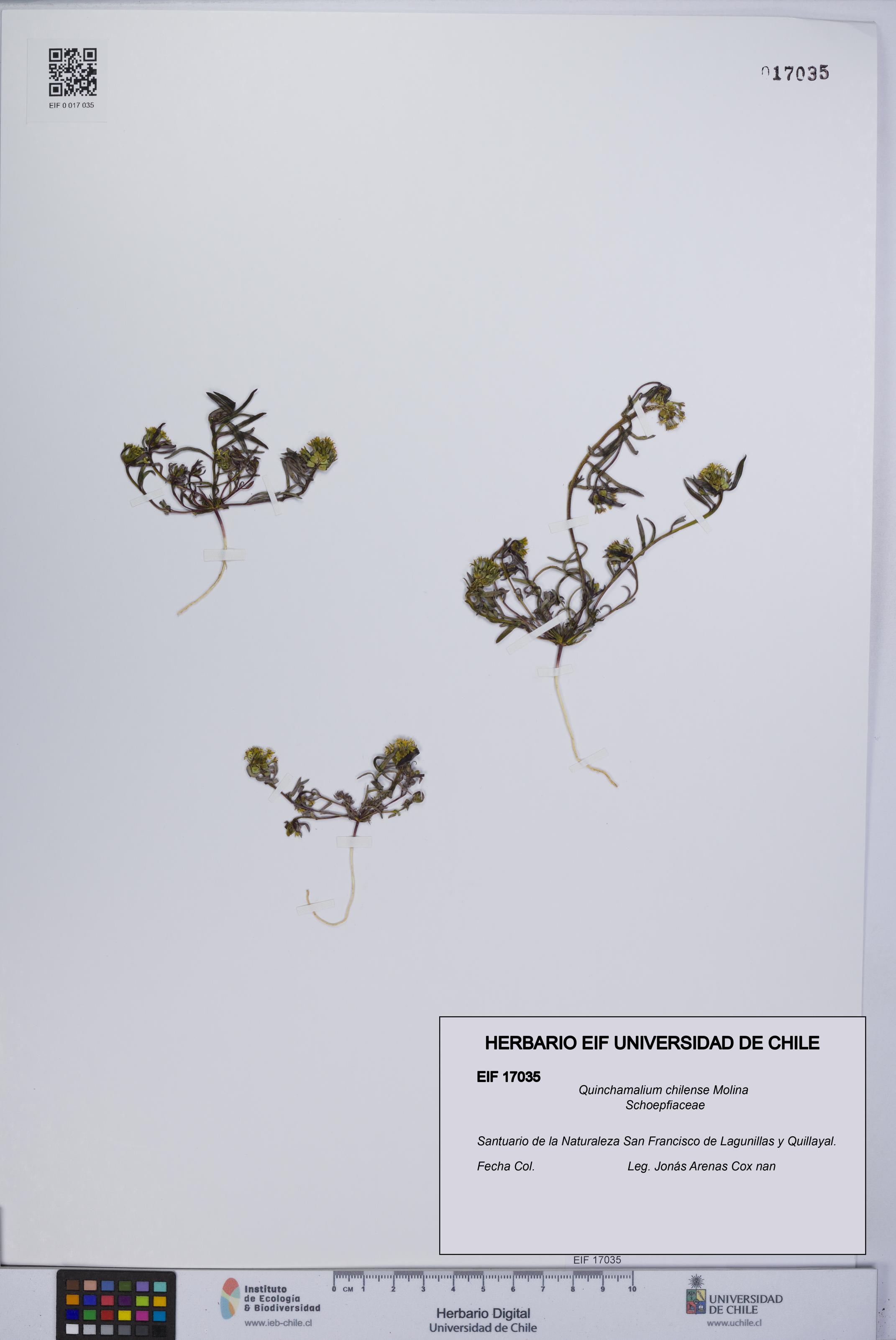 Quinchamalium chilense [Espécimen: UCH:EIF:0017035]
