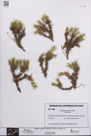 Calopappus acerosus [Espécimen: ]