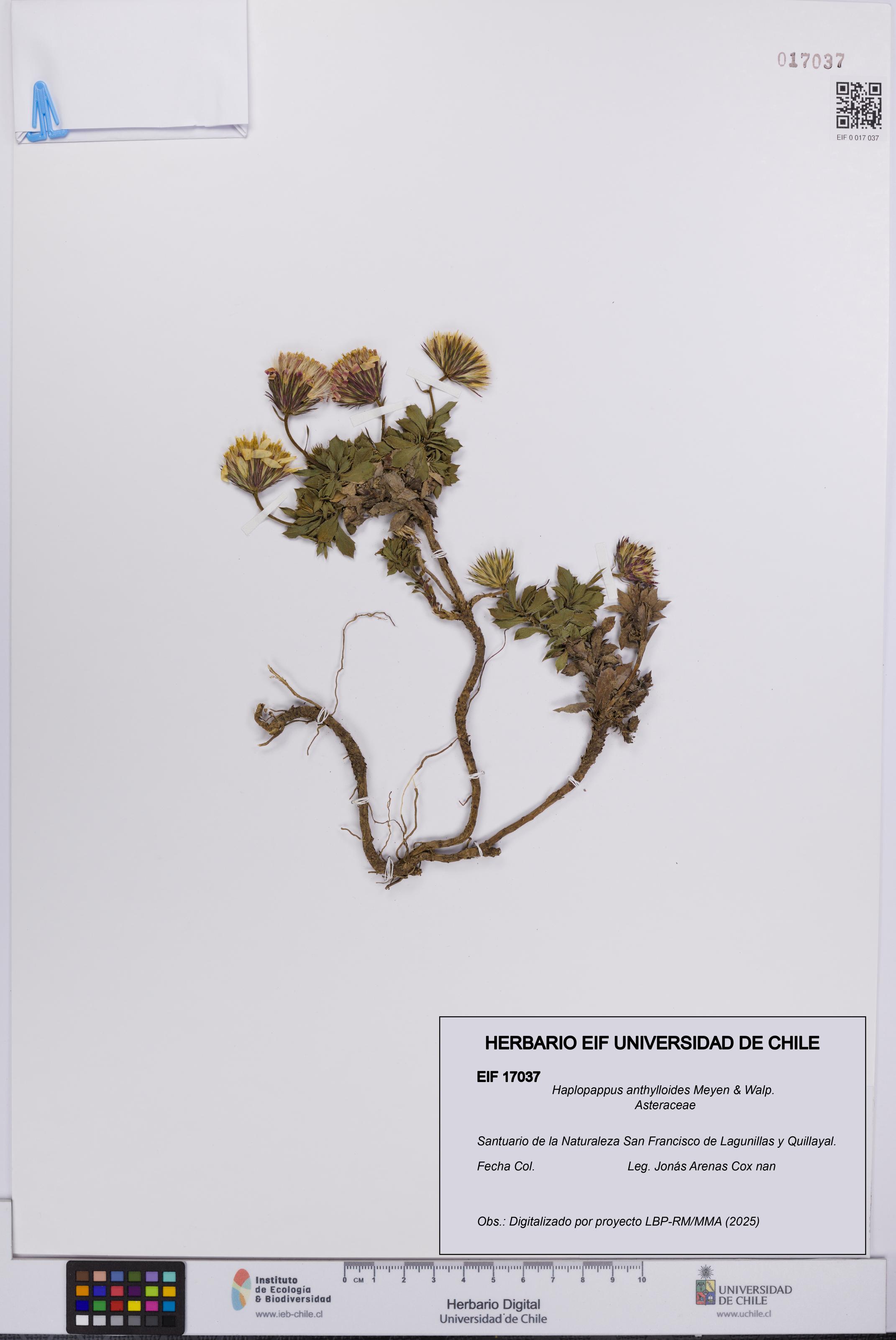 Haplopappus anthylloides [Espécimen: UCH:EIF:0017037]