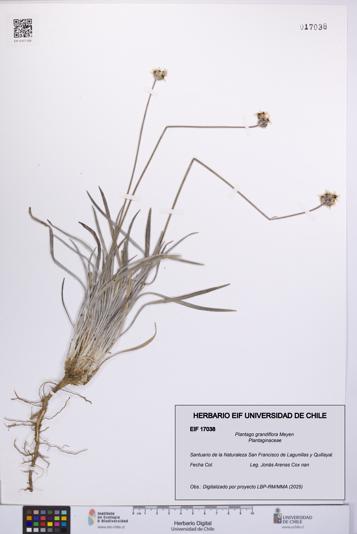 Plantago grandiflora [Espécimen: UCH:EIF:0017038]