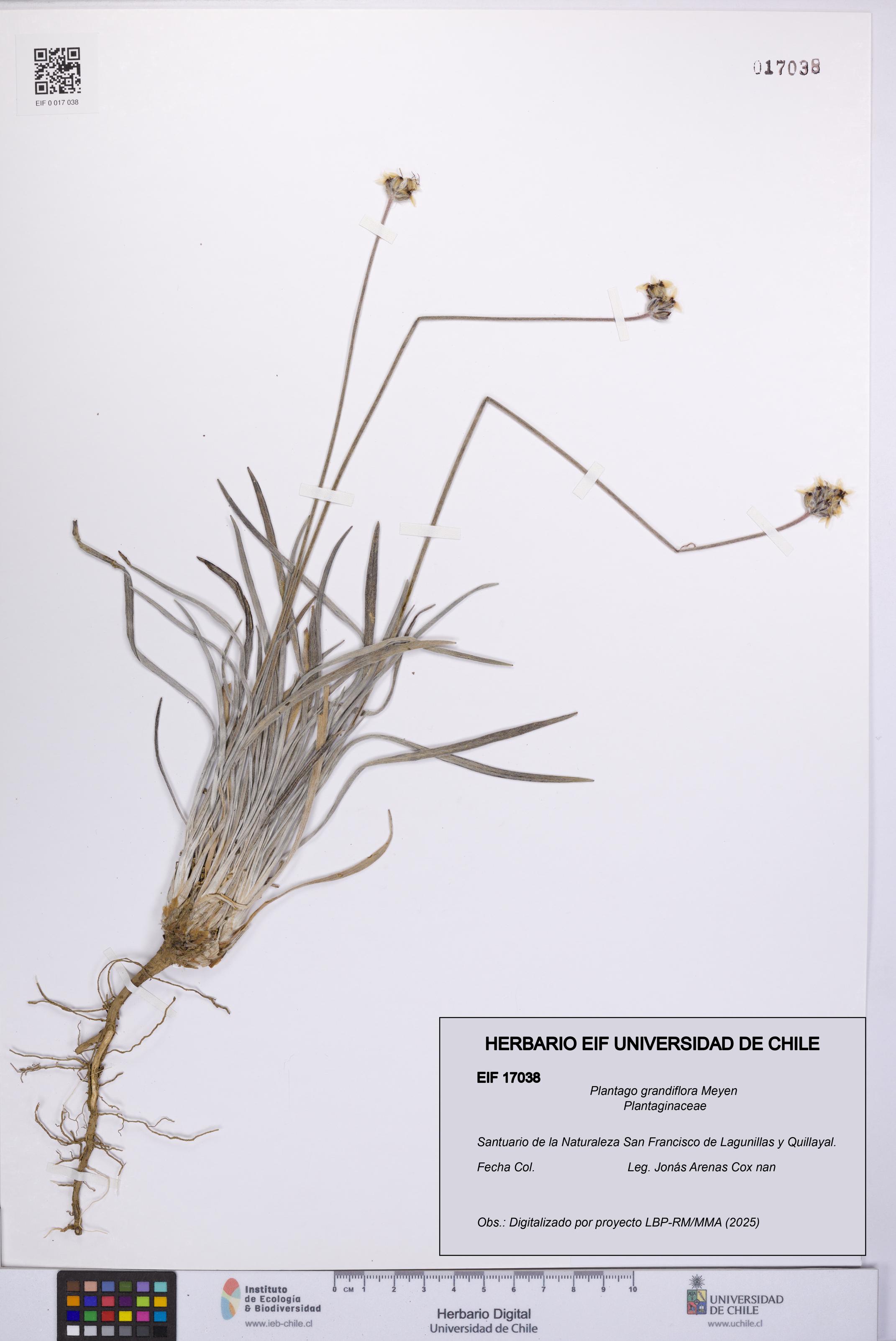 Plantago grandiflora [Espécimen: UCH:EIF:0017038]