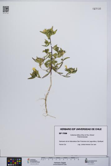 Collomia biflora [Espécimen: UCH:EIF:0017039]