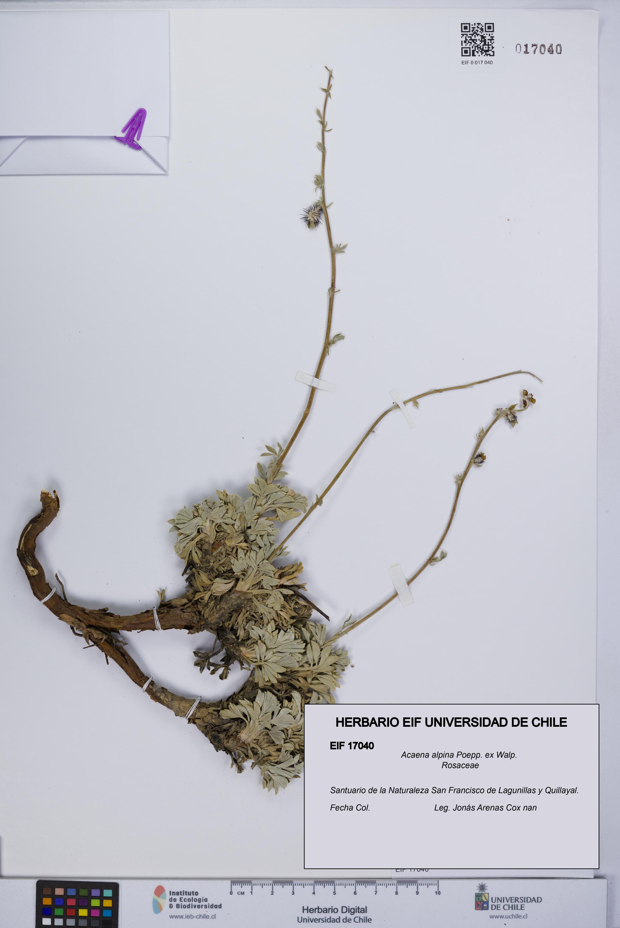 Acaena alpina [Espécimen: UCH:EIF:0017040]