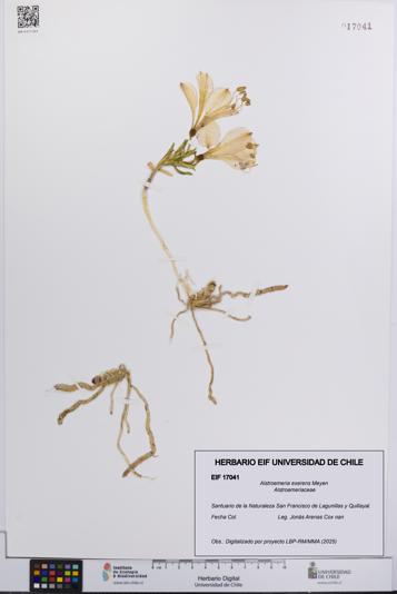Alstroemeria exerens [Espécimen: UCH:EIF:0017041]
