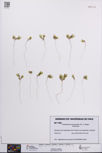 Chaetanthera euphrasioides [Espécimen: UCH:EIF:0017042]