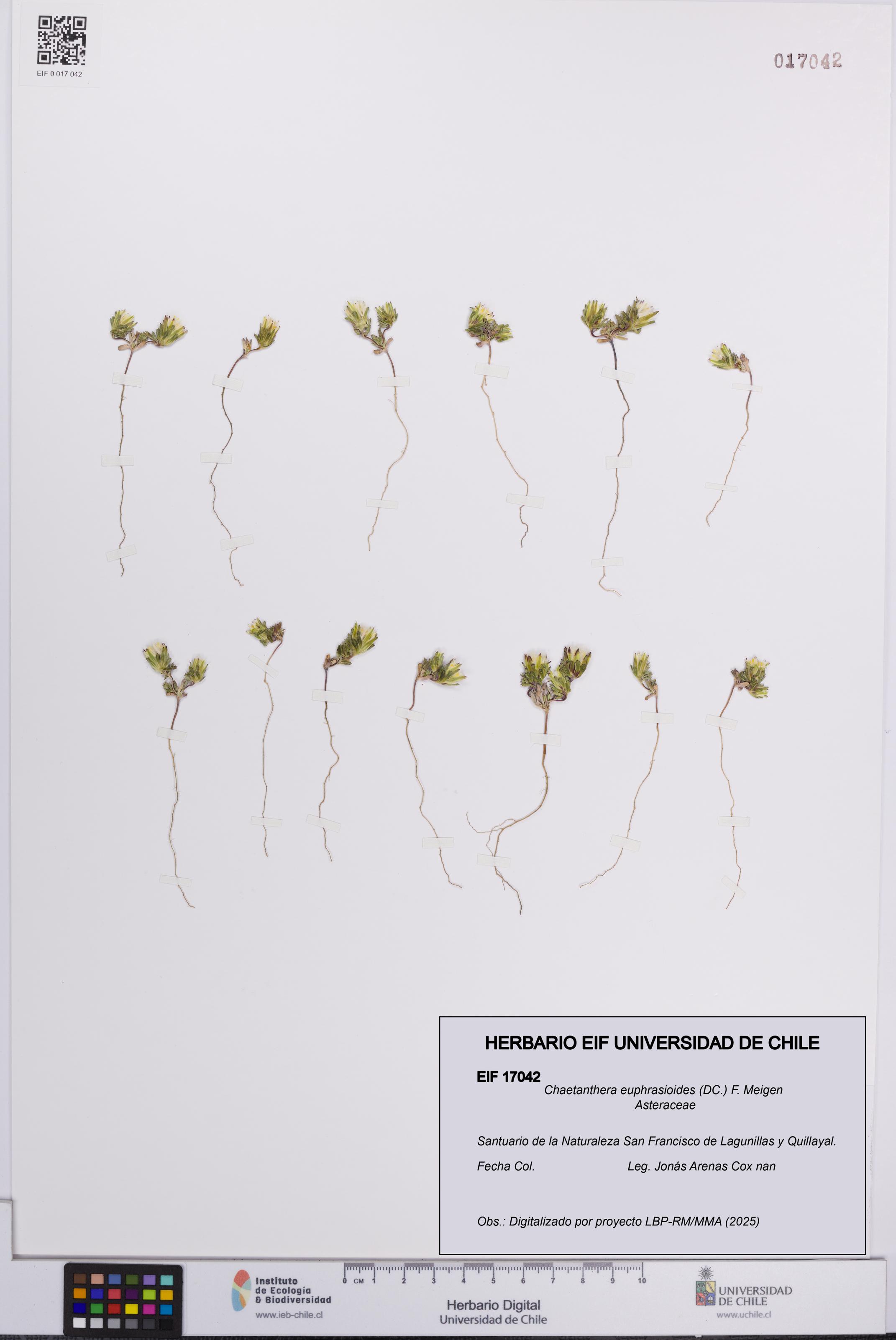 Chaetanthera euphrasioides [Espécimen: UCH:EIF:0017042]