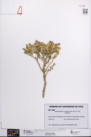 Anarthrophyllum cumingii [Espécimen: UCH:EIF:0017043]
