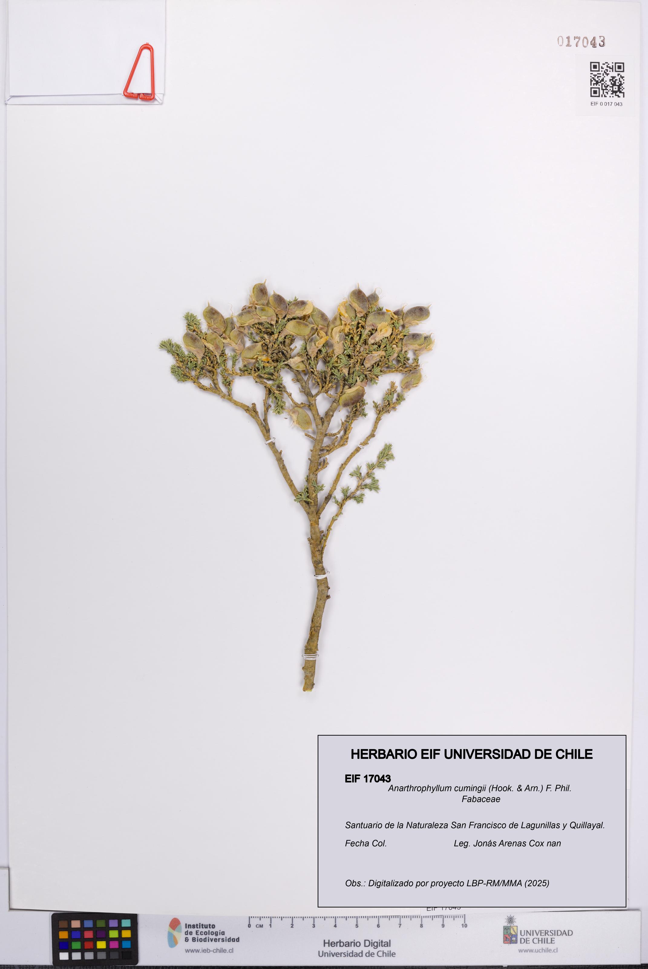 Anarthrophyllum cumingii [Espécimen: UCH:EIF:0017043]