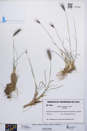 Hordeum comosum [Espécimen: UCH:EIF:0017044]