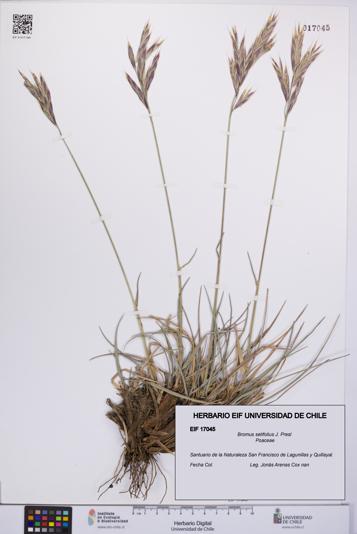 Bromus setifolius [Espécimen: UCH:EIF:0017045]