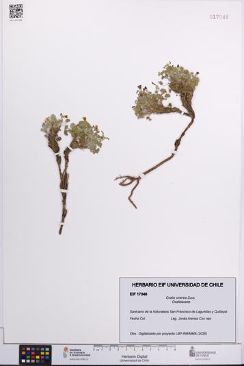 Oxalis cinerea [Espécimen: UCH:EIF:0017046]