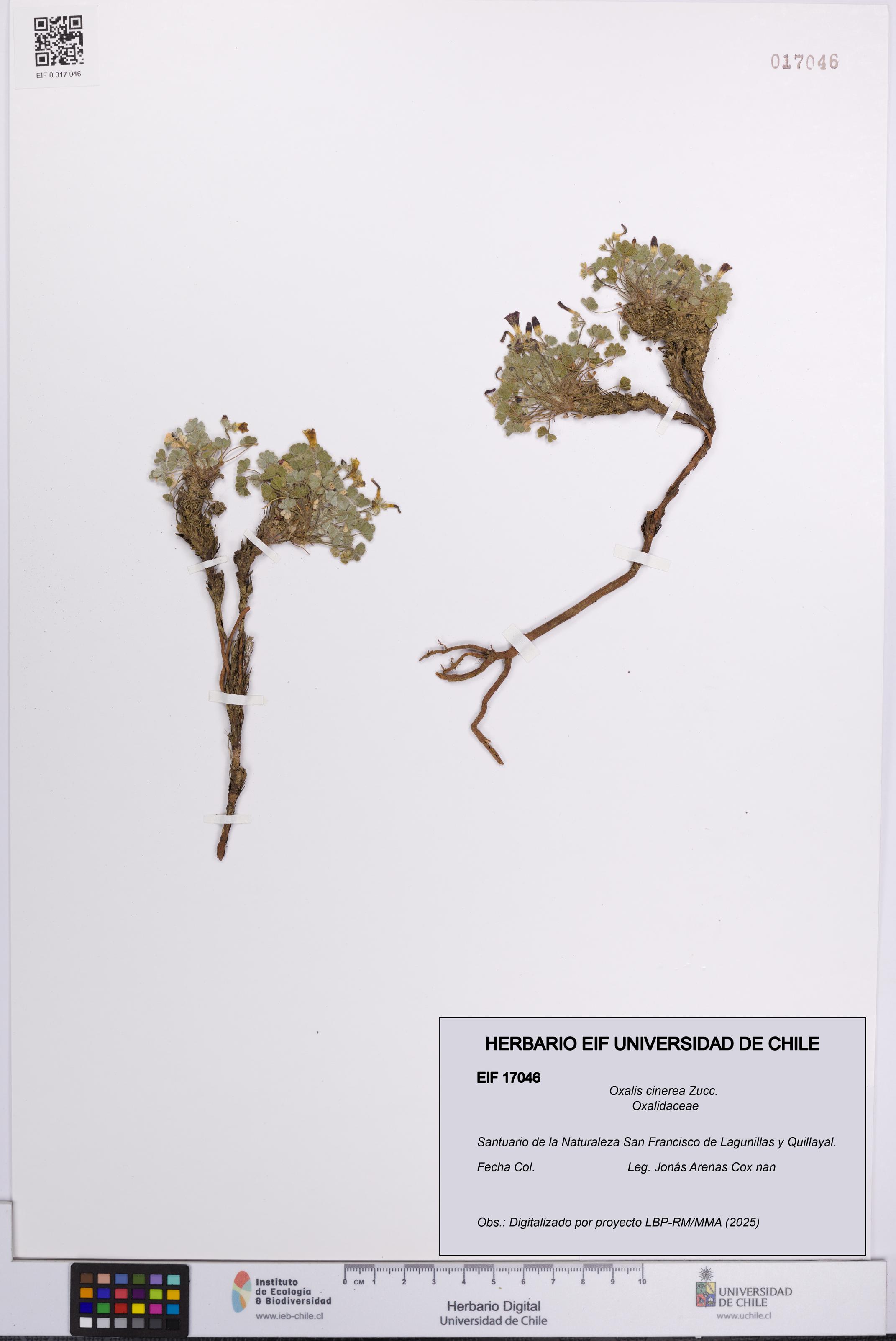 Oxalis cinerea [Espécimen: UCH:EIF:0017046]