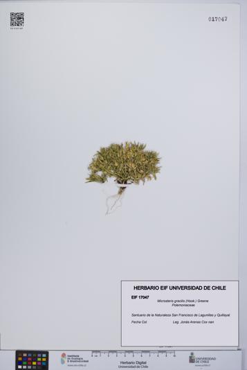 Microsteris gracilis [Espécimen: UCH:EIF:0017047]