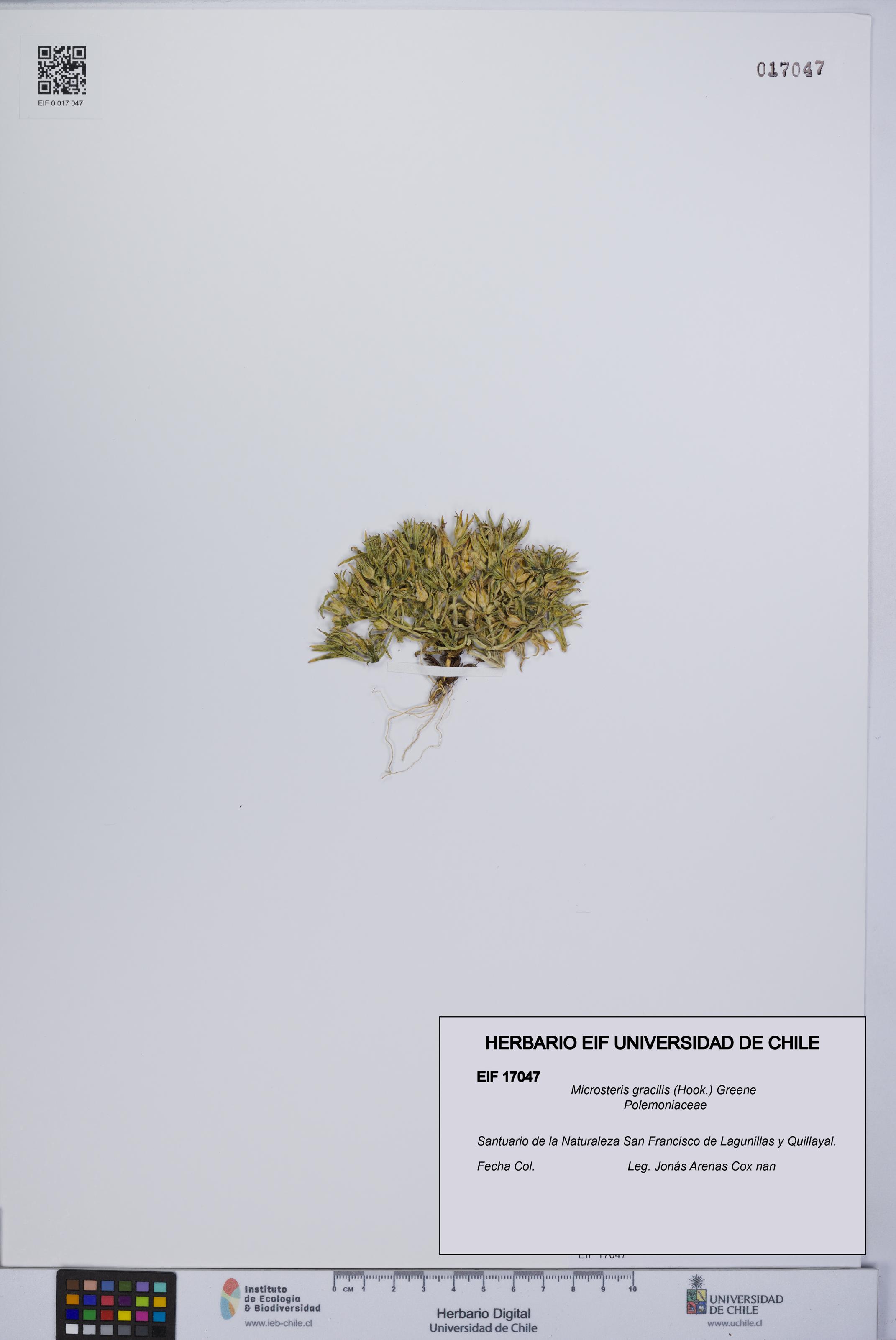 Microsteris gracilis [Espécimen: UCH:EIF:0017047]