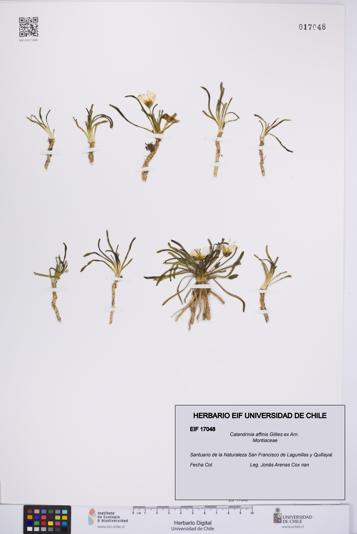 Calandrinia affinis [Espécimen: UCH:EIF:0017048]