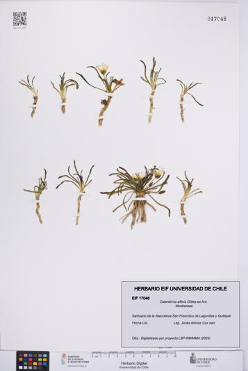 Calandrinia affinis [Espécimen: UCH:EIF:0017048]