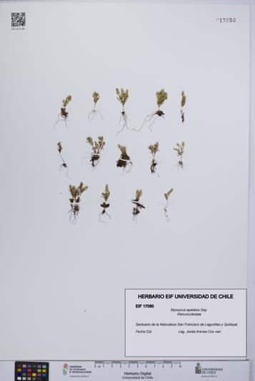 Myosurus apetalus [Espécimen: UCH:EIF:0017050]