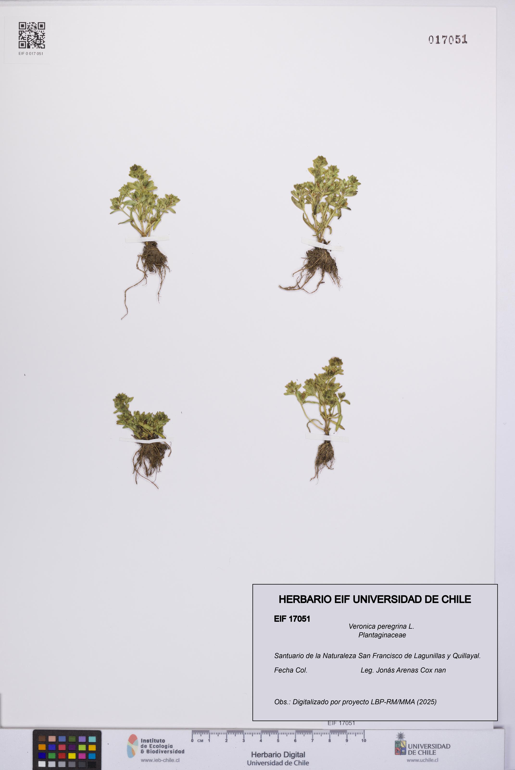Veronica peregrina [Espécimen: UCH:EIF:0017051]