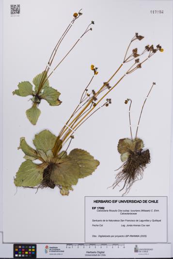 Calceolaria filicaulis subsp. luxurians [Espécimen: UCH:EIF:0017052]