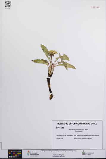 Taraxacum officinale [Espécimen: UCH:EIF:0017053]