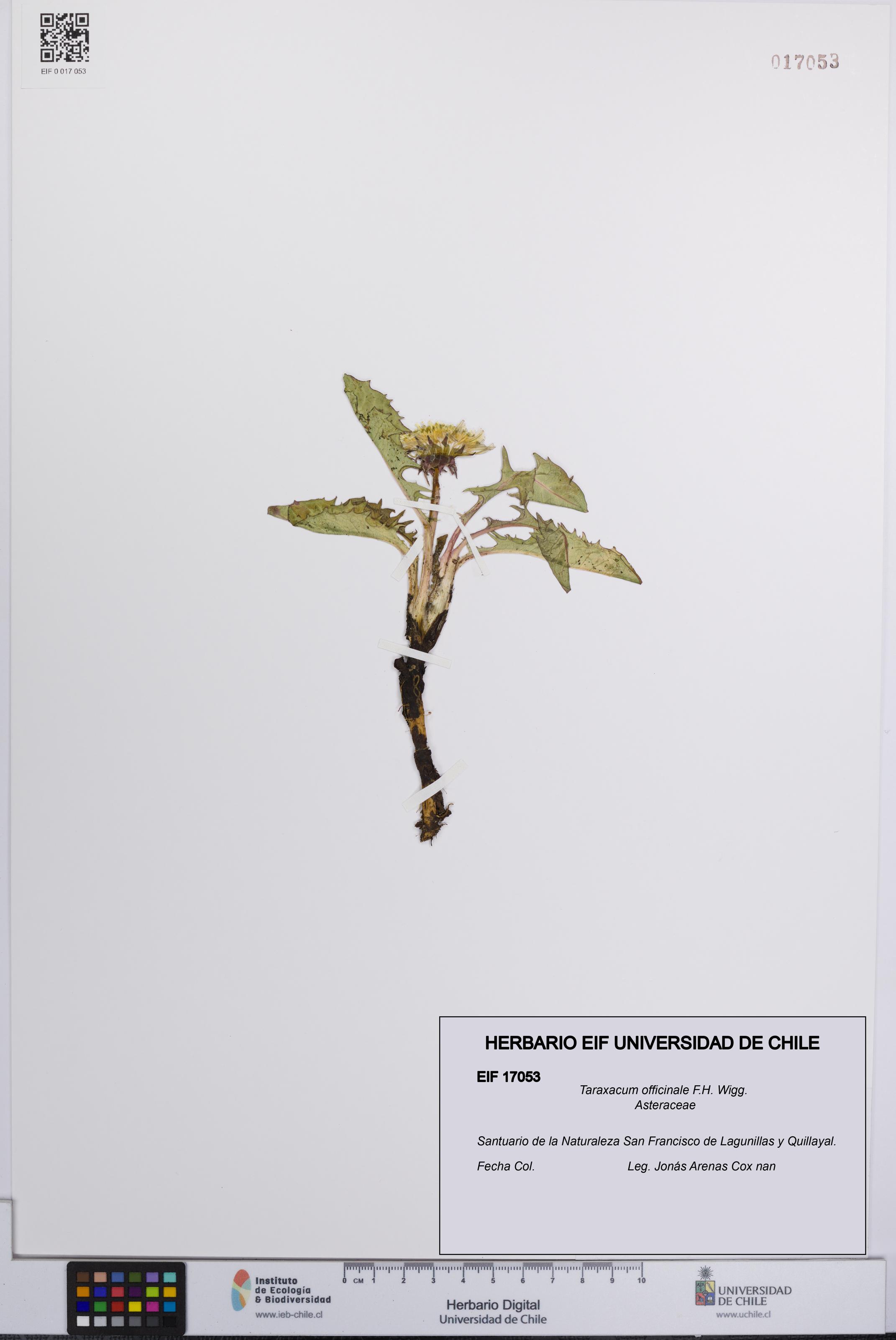 Taraxacum officinale [Espécimen: UCH:EIF:0017053]