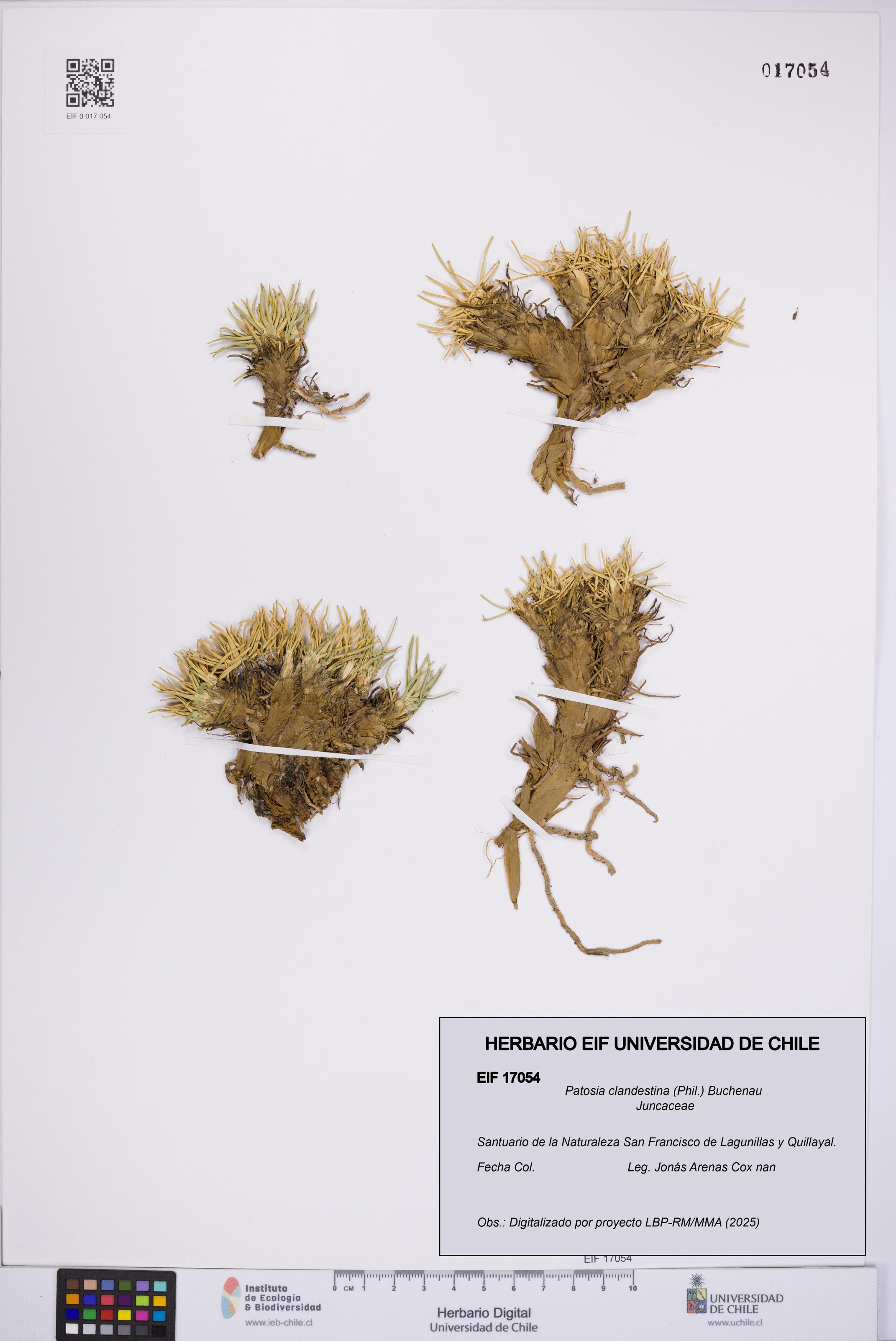 Patosia clandestina [Espécimen: UCH:EIF:0017054]