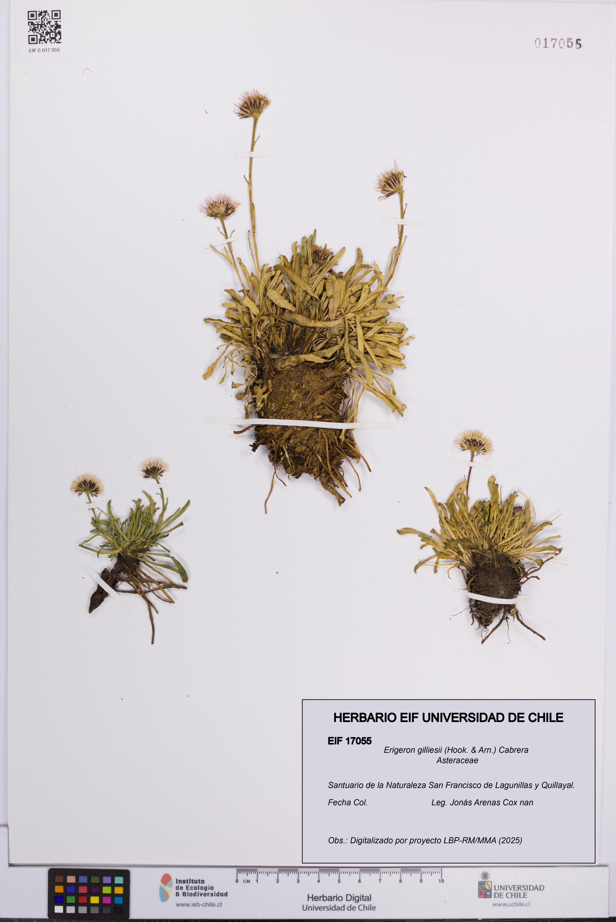 Erigeron gilliesii [Espécimen: UCH:EIF:0017055]