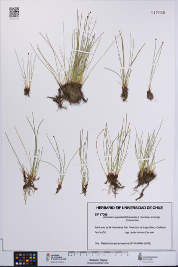 Eleocharis pseudoalbibracteata [Espécimen: UCH:EIF:0017056]