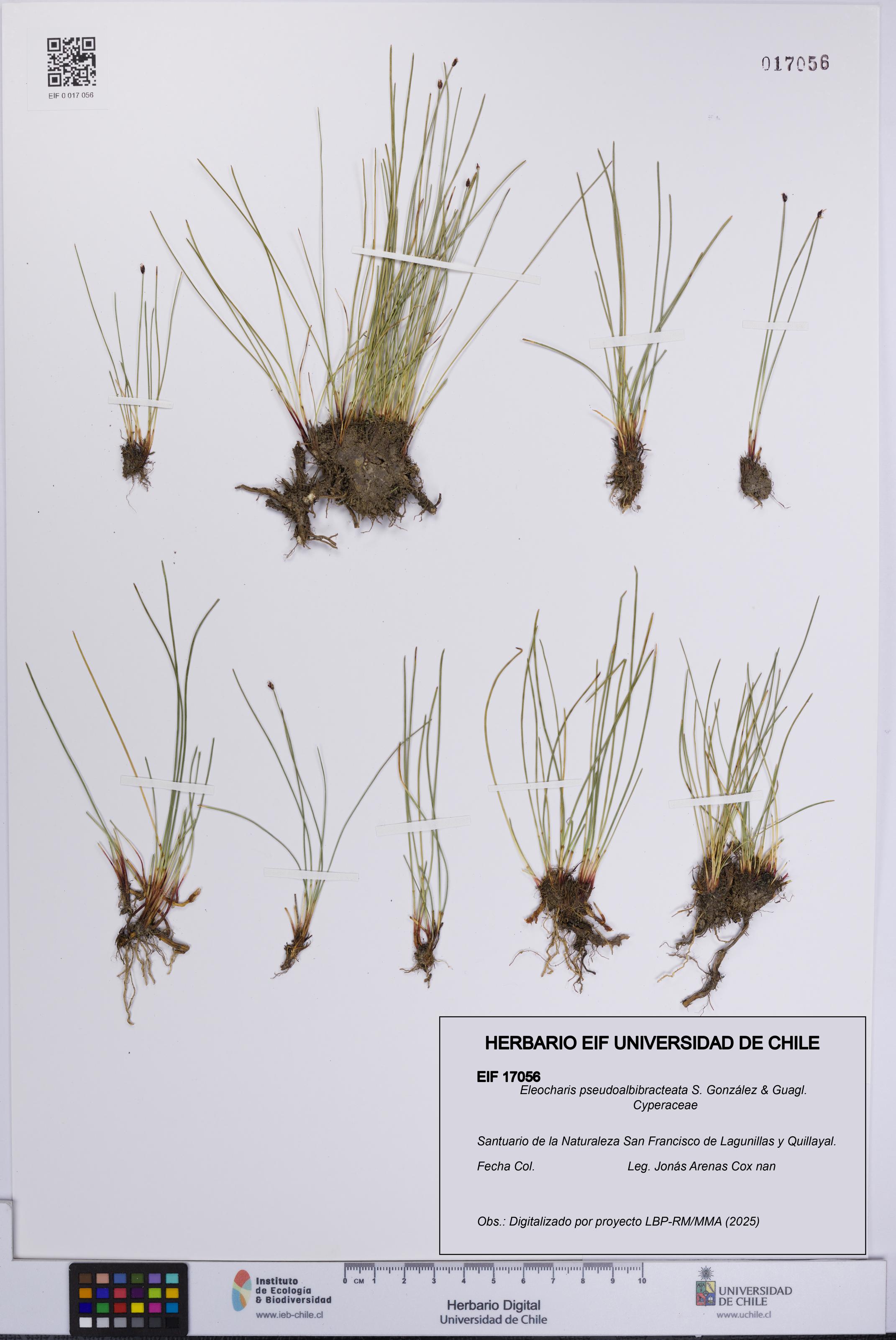 Eleocharis pseudoalbibracteata [Espécimen: UCH:EIF:0017056]