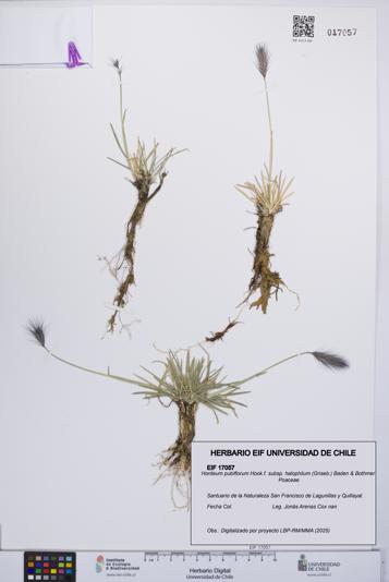 Hordeum pubiflorum subsp. halophilum [Espécimen: UCH:EIF:0017057]