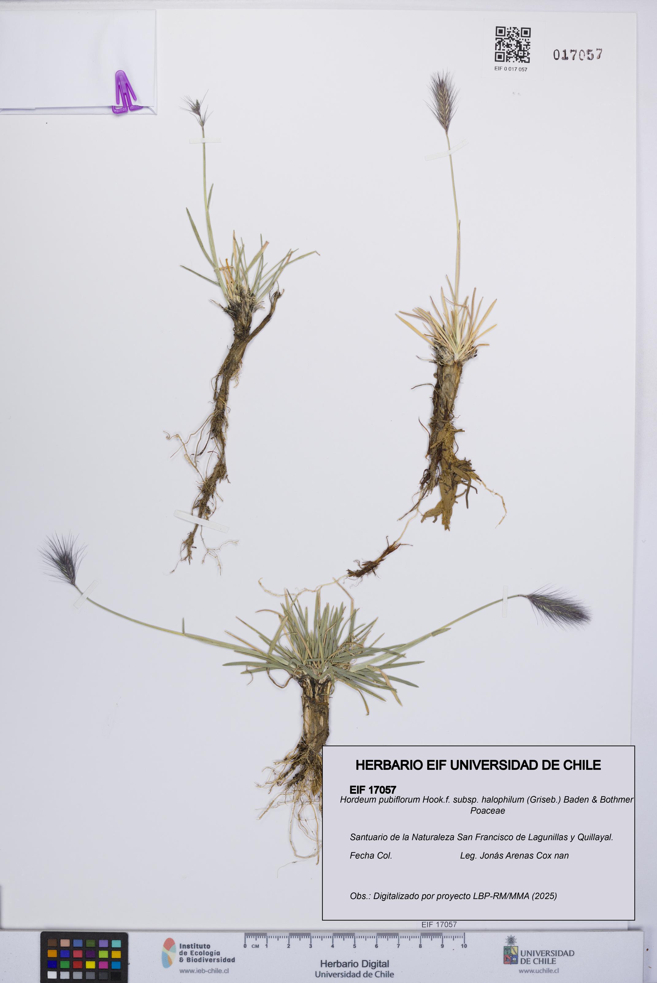 Hordeum pubiflorum subsp. halophilum [Espécimen: UCH:EIF:0017057]