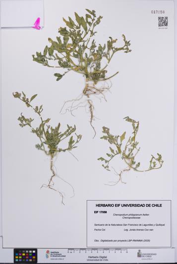 Chenopodium philippianum [Espécimen: UCH:EIF:0017058]