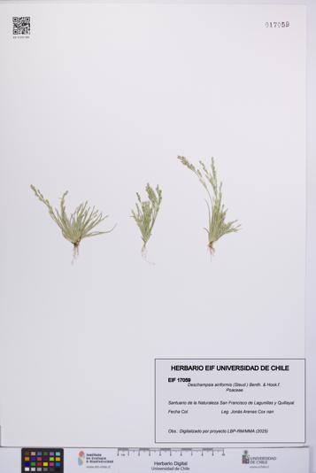 Deschampsia airiformis [Espécimen: UCH:EIF:0017059]