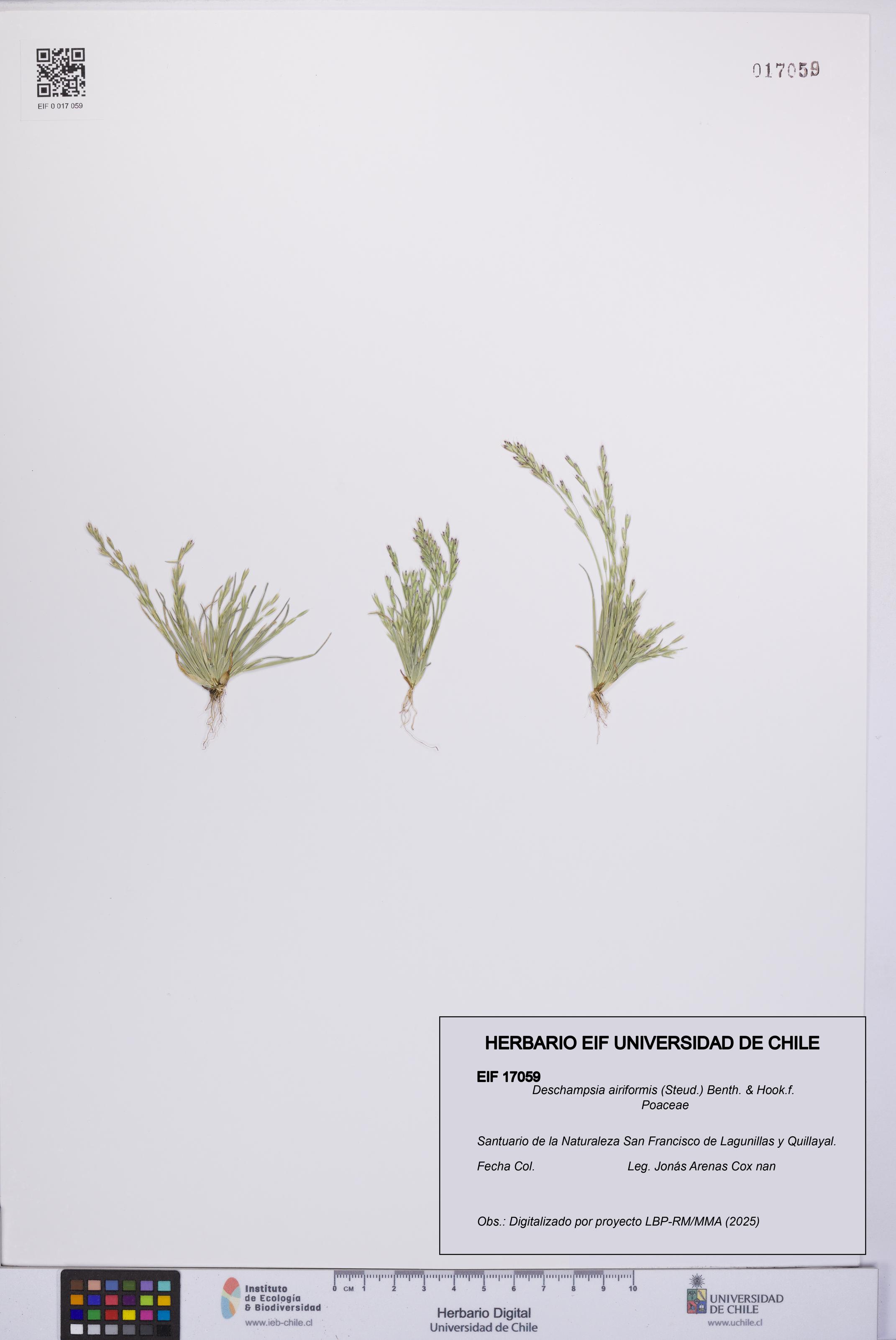Deschampsia airiformis [Espécimen: UCH:EIF:0017059]