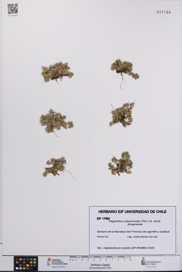 Plagiobothrys calandrinioides [Espécimen: UCH:EIF:0017062]