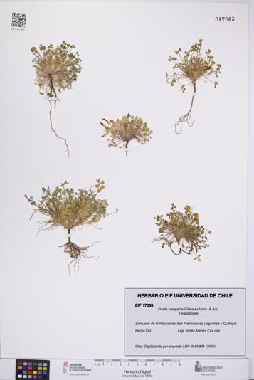 Oxalis compacta [Espécimen: UCH:EIF:0017063]